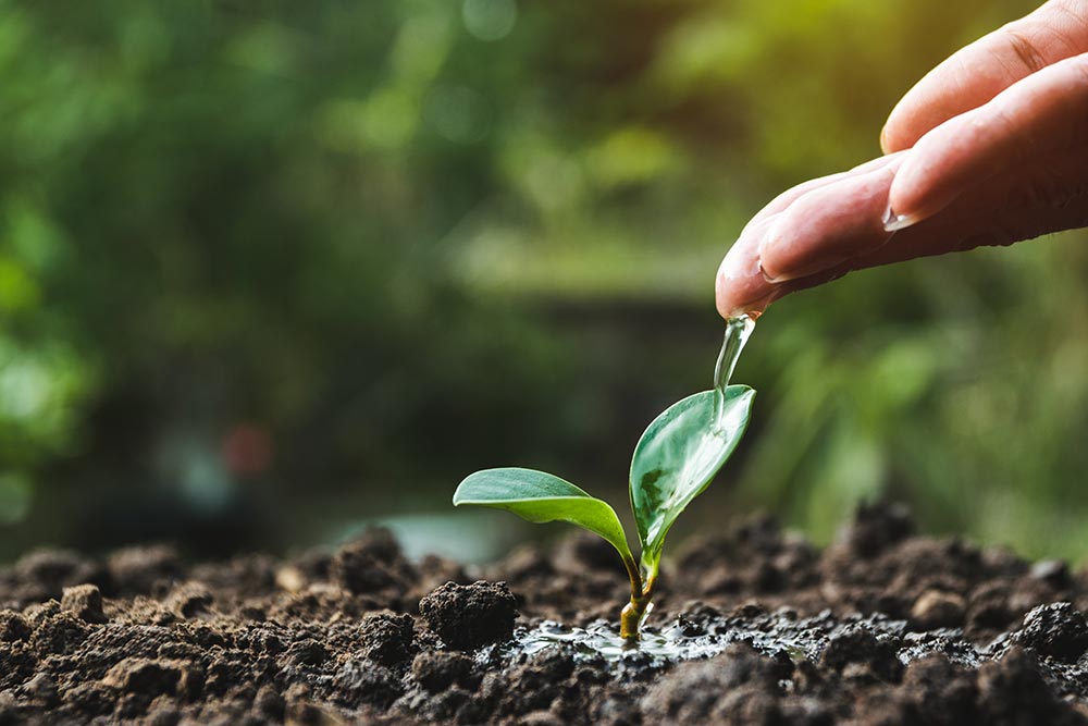 croissance_plantule