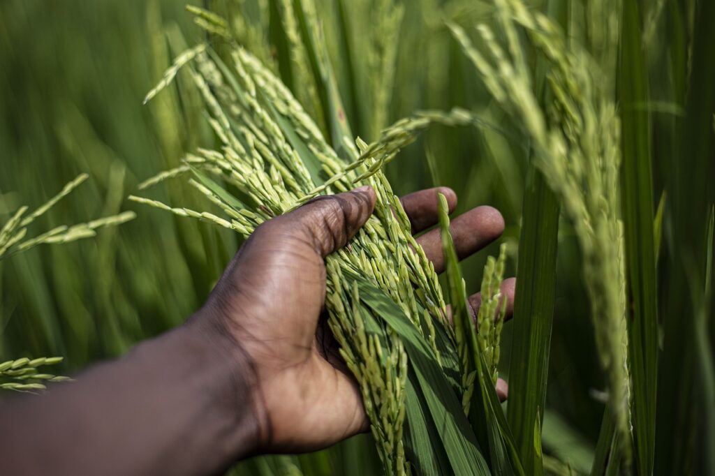 rice-grain-plant-7176354 rice, grain, plant-7176354.jpg